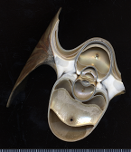 Empfang - Kick-off, Berlin im M&auml;rz 2011